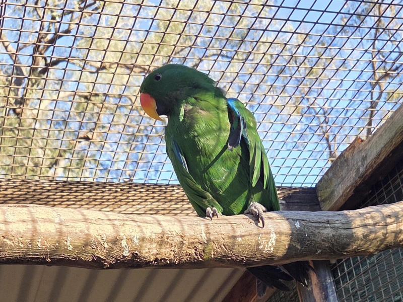 Eclectus parrot
