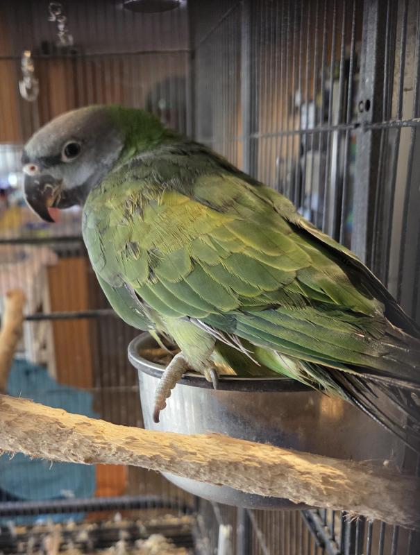 Derbyan parrot