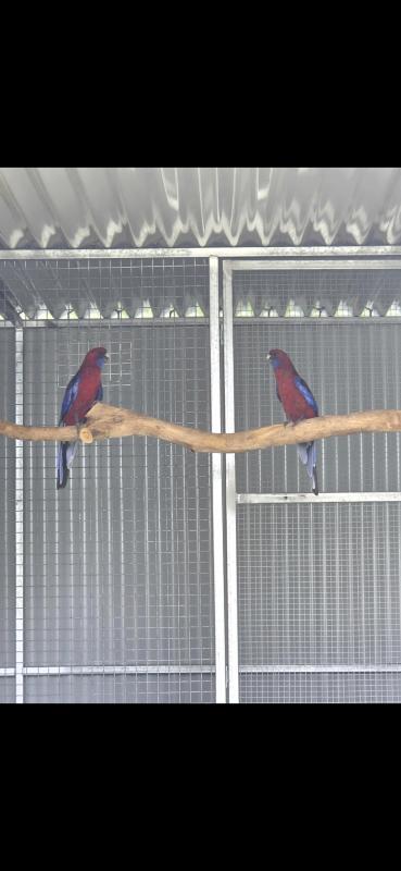 Nigrescen Crimson Rosella's