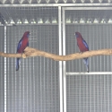 Nigrescen Crimson Rosella's