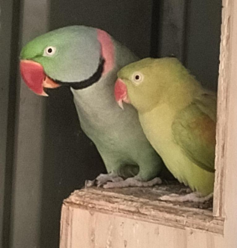 ALEXANDRINE pair Ballarat $600.or trade for bulk smaller birds