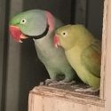 ALEXANDRINE pair Ballarat $600.or trade for bulk smaller birds