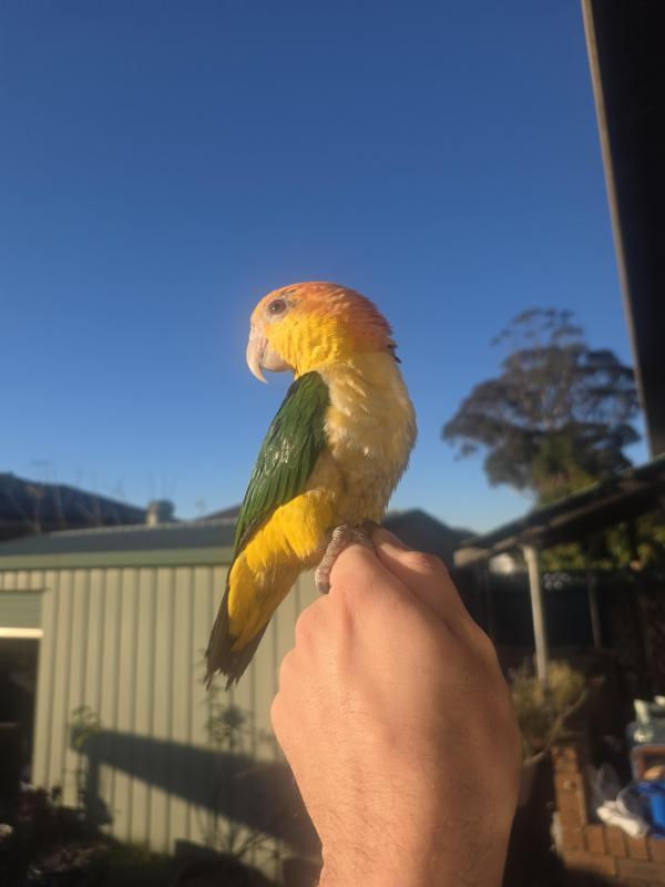Handraised extremely tame white bellied dna sexed male