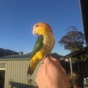 Handraised extremely tame white bellied dna sexed male