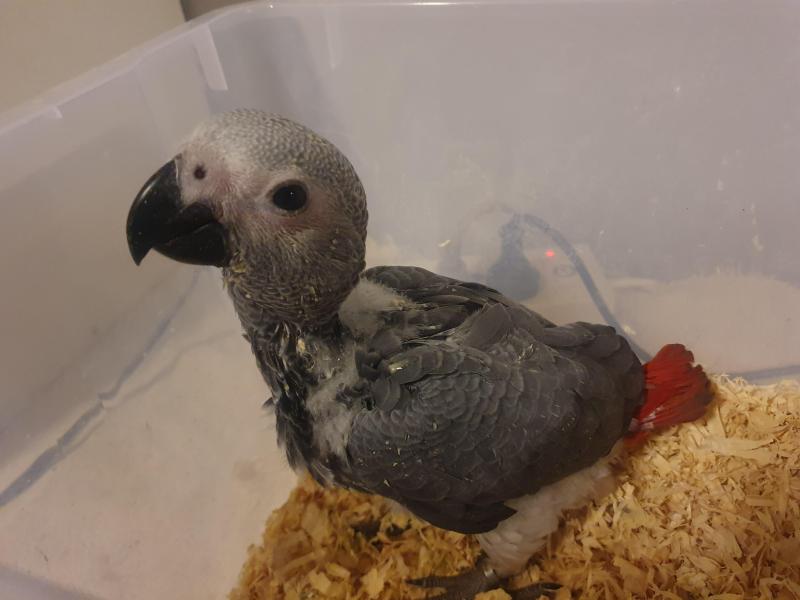 African Grey Congo