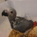 African Grey Congo