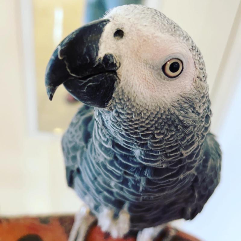 DNA Male African Grey