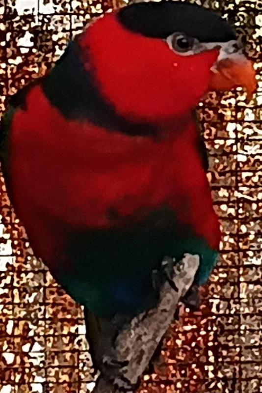 Black capped and Yellow streaked lories