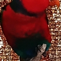 Black capped and Yellow streaked lories