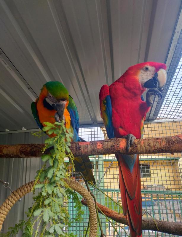 Bonded Pair - catalina and Scarlet macaw