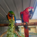 Bonded Pair - catalina and Scarlet macaw