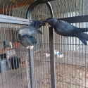 Naso Red Tailed Black cockatoo pair