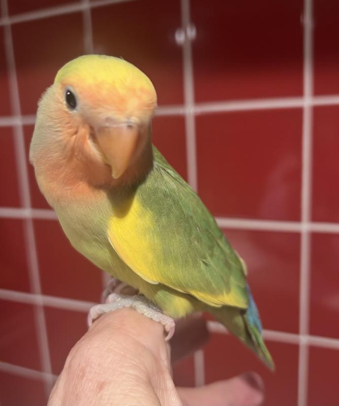 Hand Reared Baby Peachface Lovebirds 9 Weeks Old