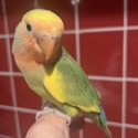 Hand Reared Baby Peachface Lovebirds 9 Weeks Old