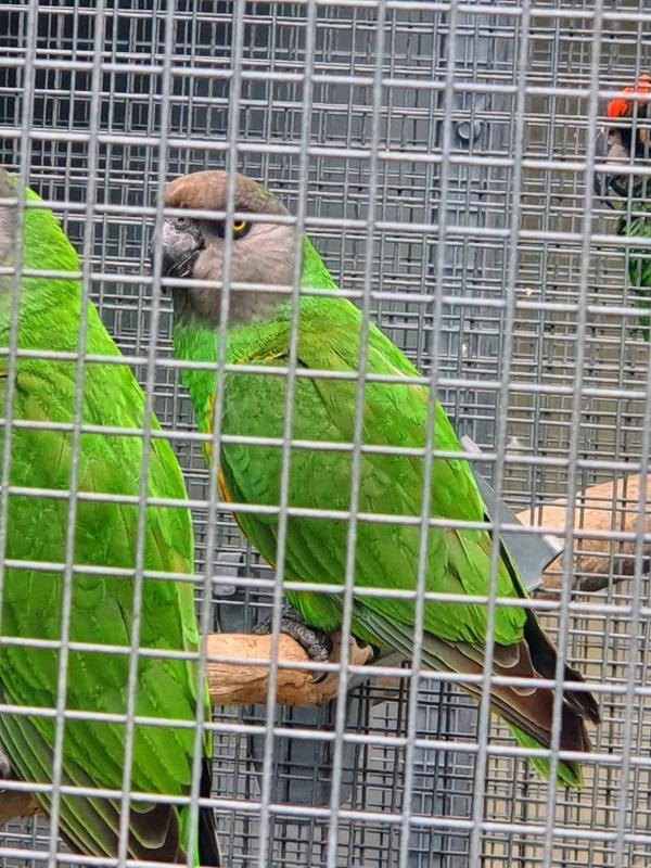 Senegal Mature Pair