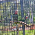 Cuban Amazon Females