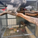 African grey pair 12 years old