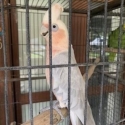 Male Apricot Gallah