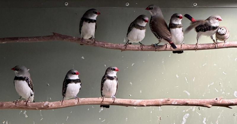 Diamond Firetails