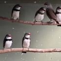 Diamond Firetails