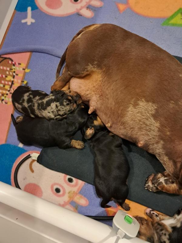 DASHALIER PUPPIES