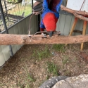 Eclectus