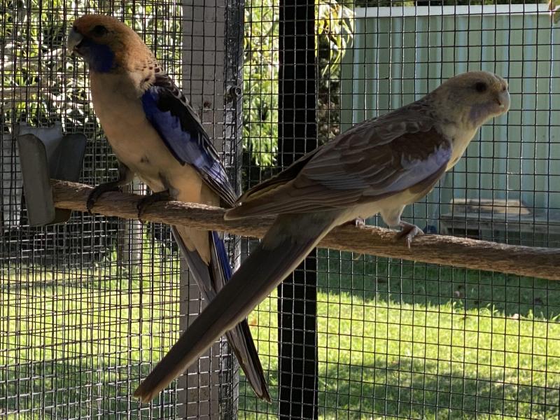 CRIMSON ROSELLA MUTATION PR