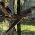 CRIMSON ROSELLA MUTATION PR