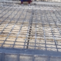 Female eclectus