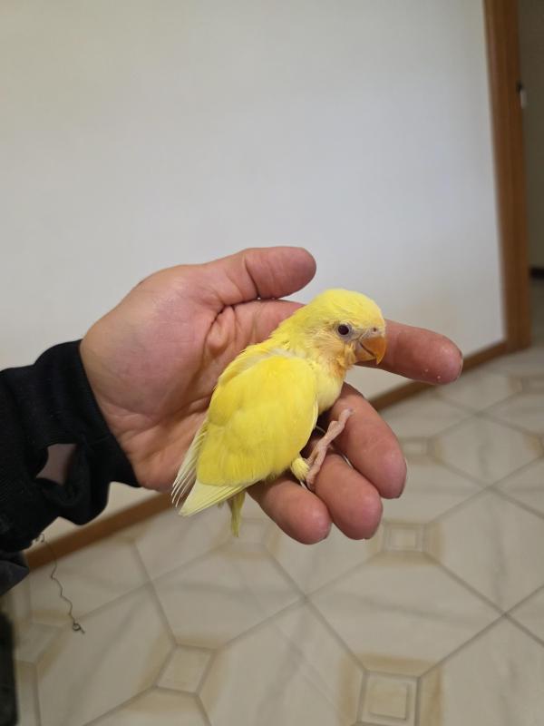 Peach face love bird