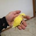 Peach face love bird