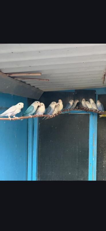 Love birds Geelong wtb