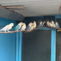 Love birds Geelong wtb