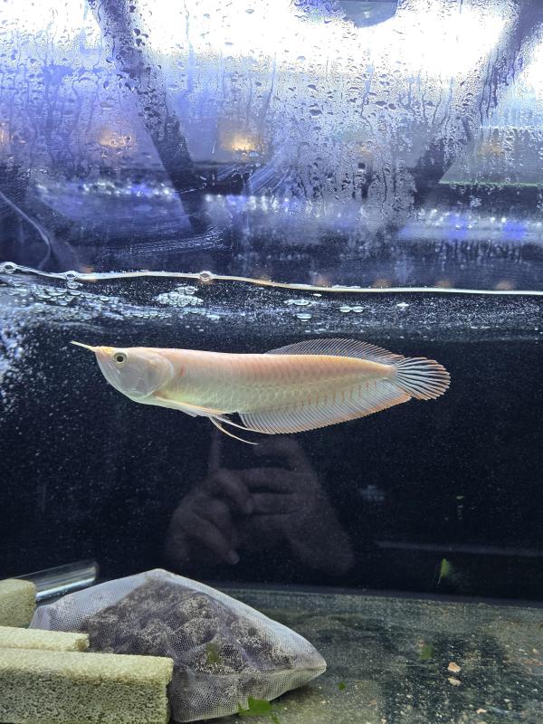 ALBINO SILVER AROWANA
