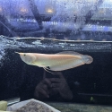 ALBINO SILVER AROWANA