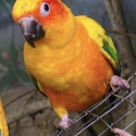 WTB Sun conure female 1-3 years old in Sydney region
