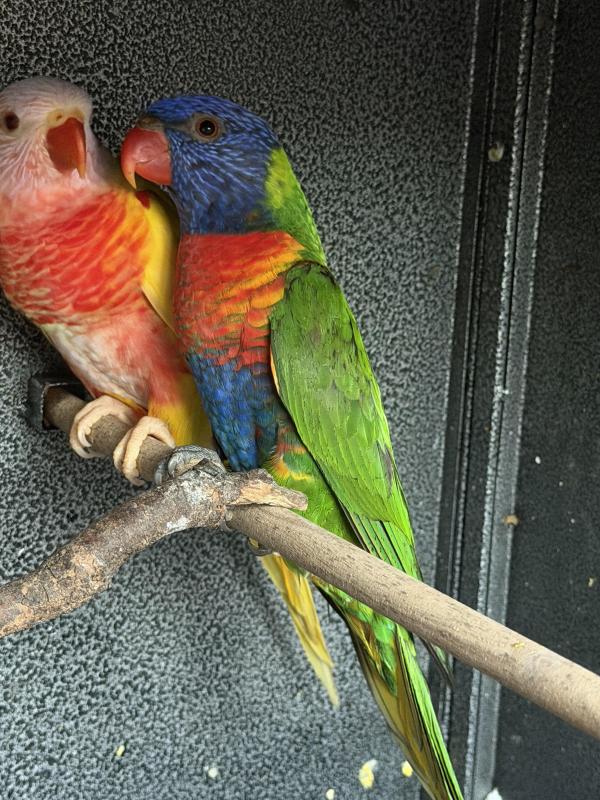 Split blue, split Lutino cock rainbow lorikeet