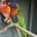 Split blue, split Lutino cock rainbow lorikeet