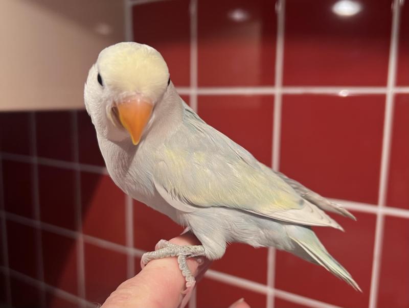 Hand Raised Baby Peachface Lovebirds 9 Weeks Old