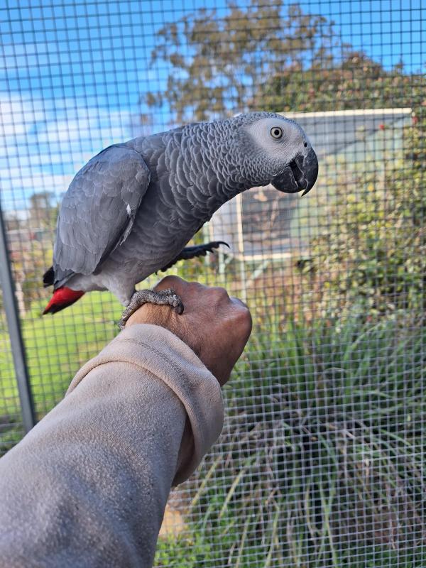 2025 African grey's