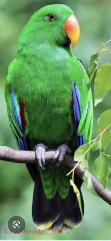 Wanted tamed eclectus male