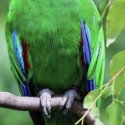 Wanted tamed eclectus male