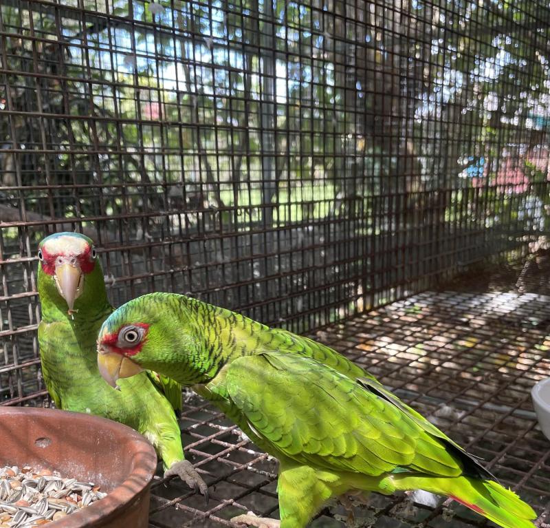 WHITE FRONTED AMAZON Pr, UR + spr males $900