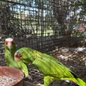 WHITE FRONTED AMAZON Pr, UR + spr males $900
