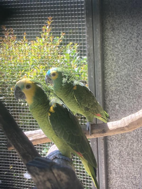 Amazon Parrots