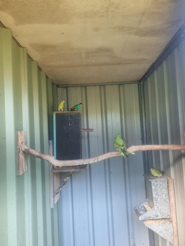 Golden Shouldered Parrots