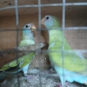 Possibly split pied hooded parrots