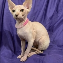 Sphynx kittens
