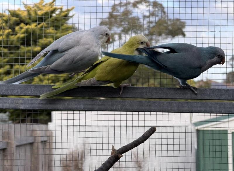 Quaker mutations