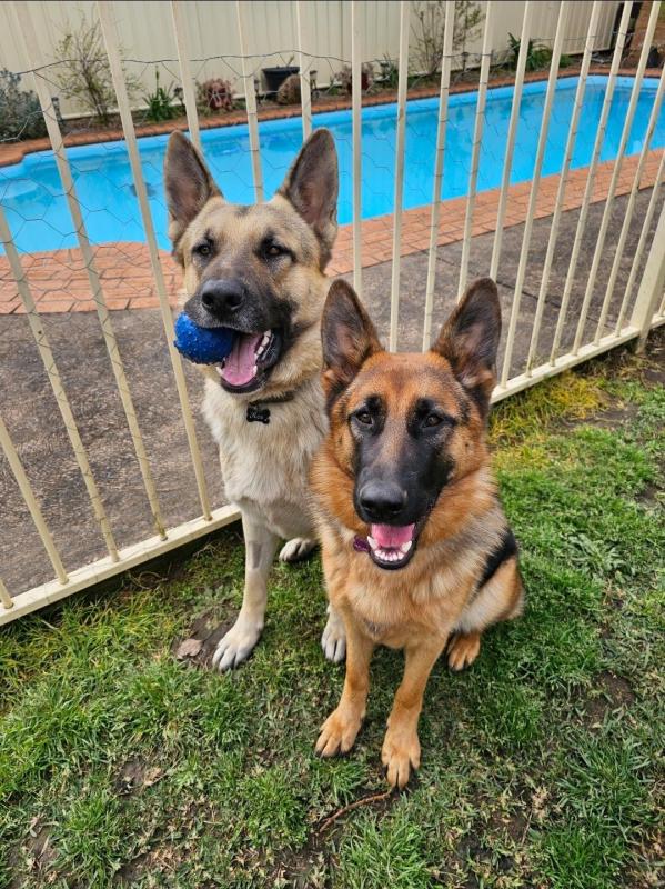 German Shepherd Male and Female